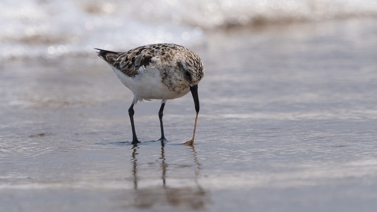 Sanderling - ML640260100