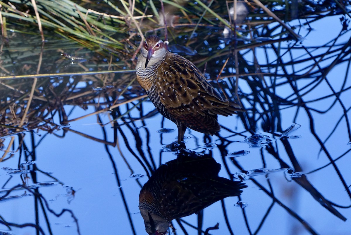 Buff-banded Rail - ML640260101