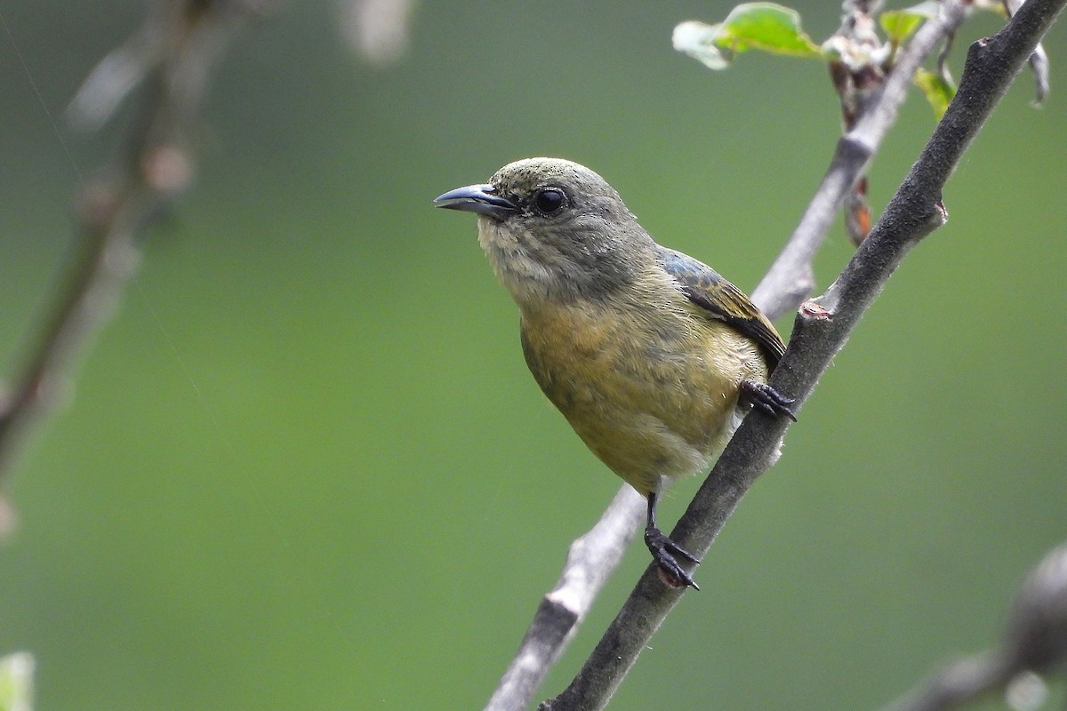Fire-breasted Flowerpecker - ML640260111