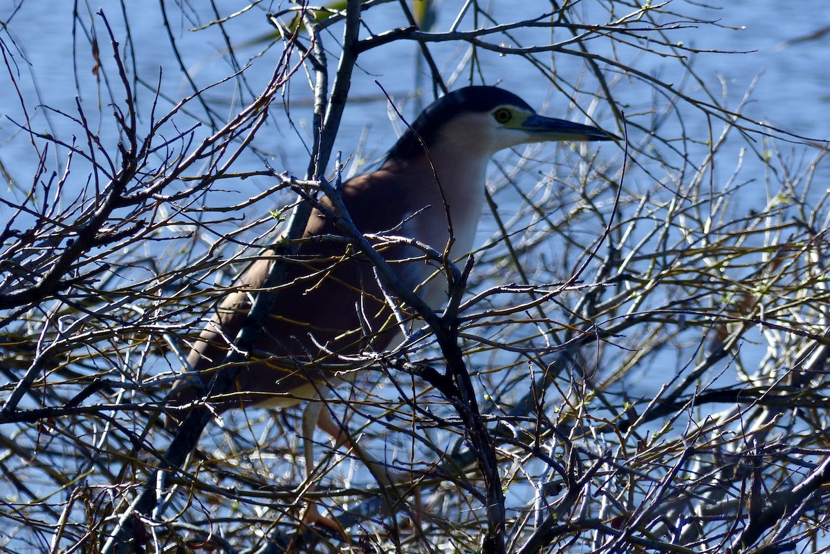 Nankeen Night Heron - ML640260128