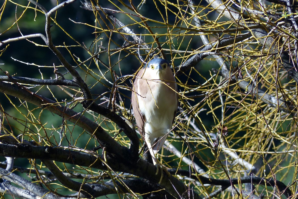 Nankeen Night Heron - ML640260129