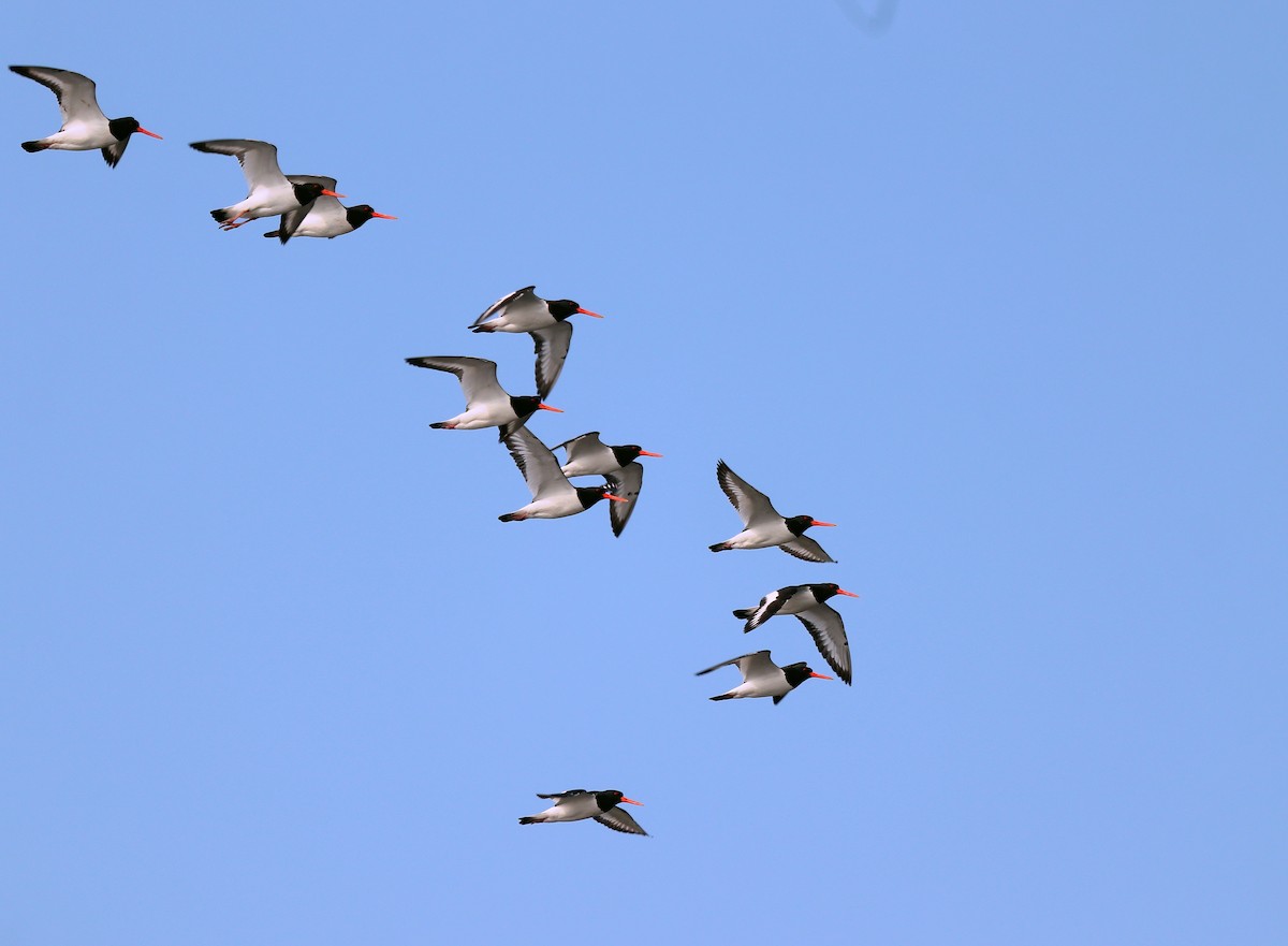Eurasian Oystercatcher - ML640260168