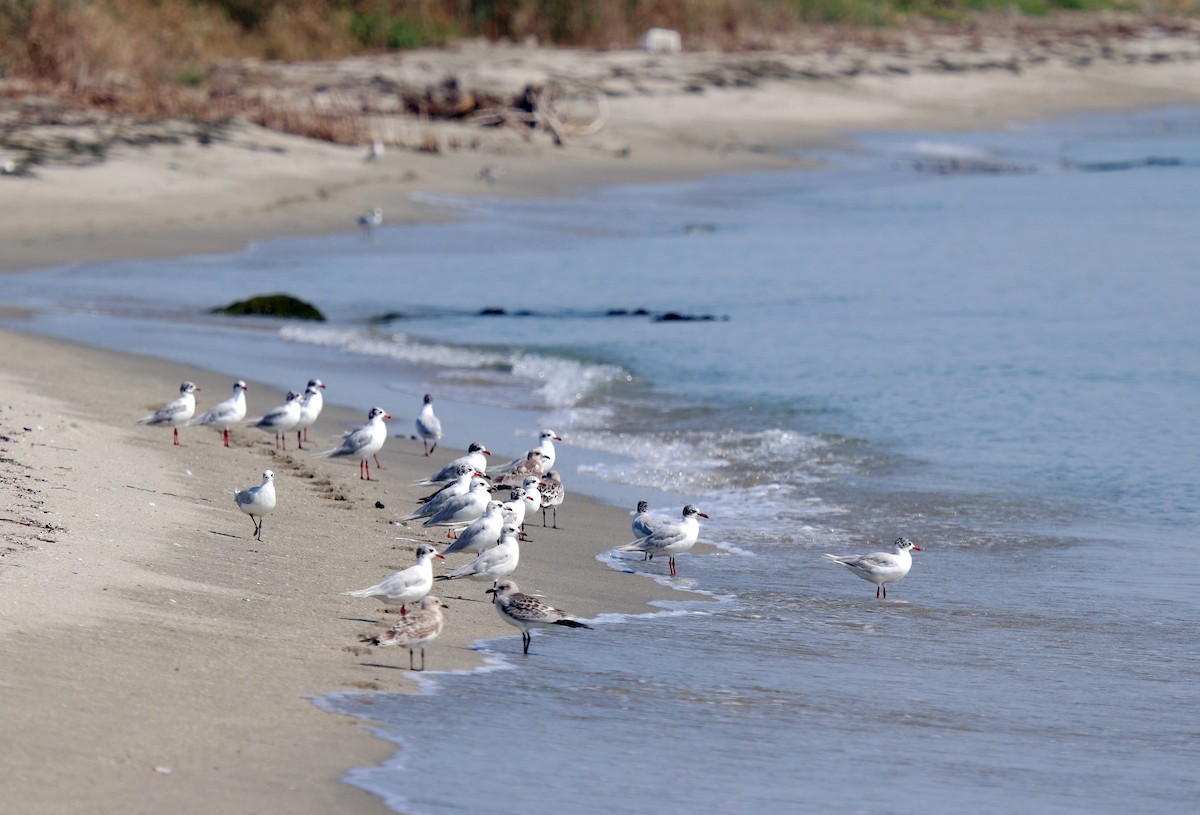 Mediterranean Gull - ML640260170