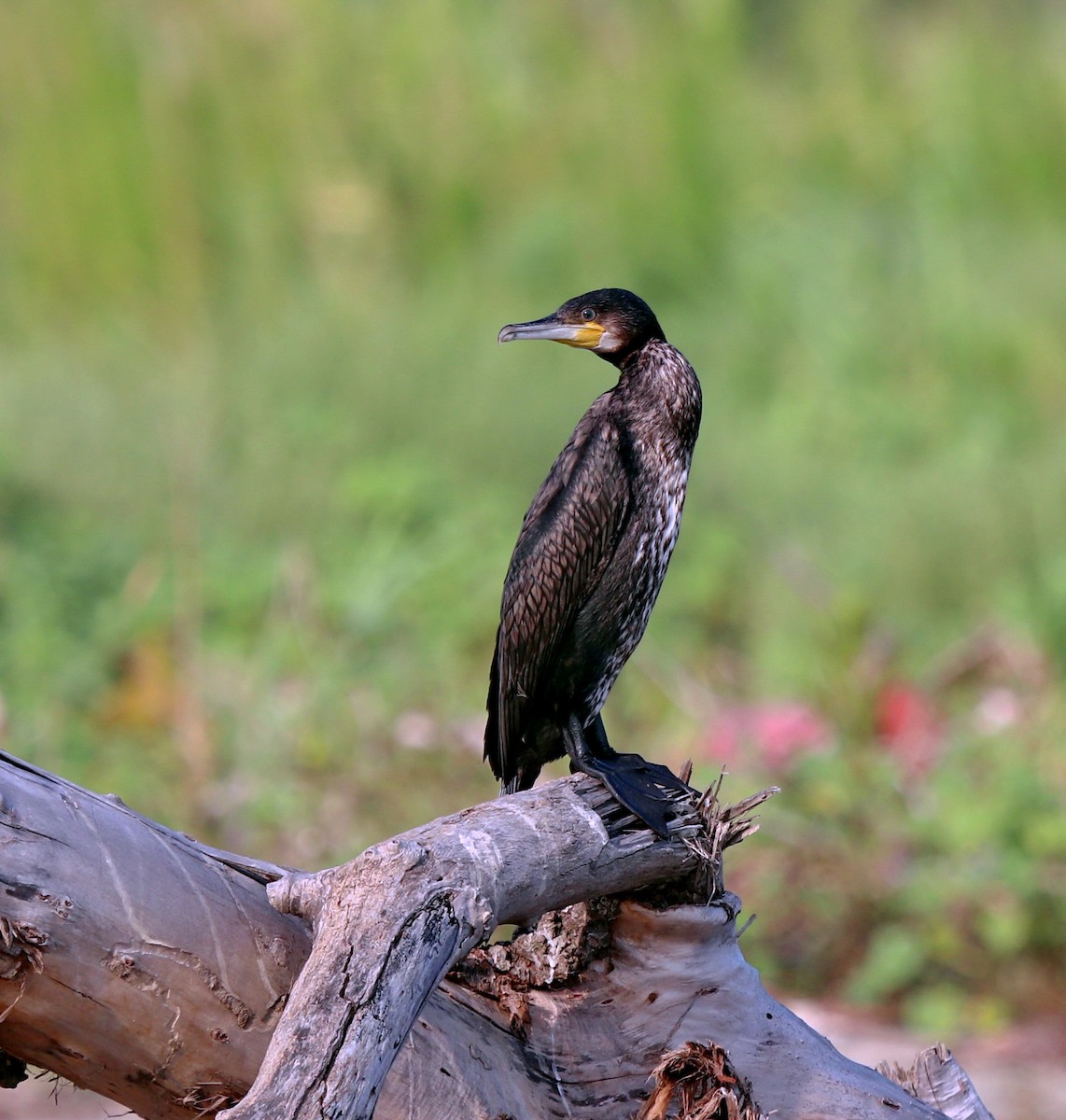 Great Cormorant - ML640260171