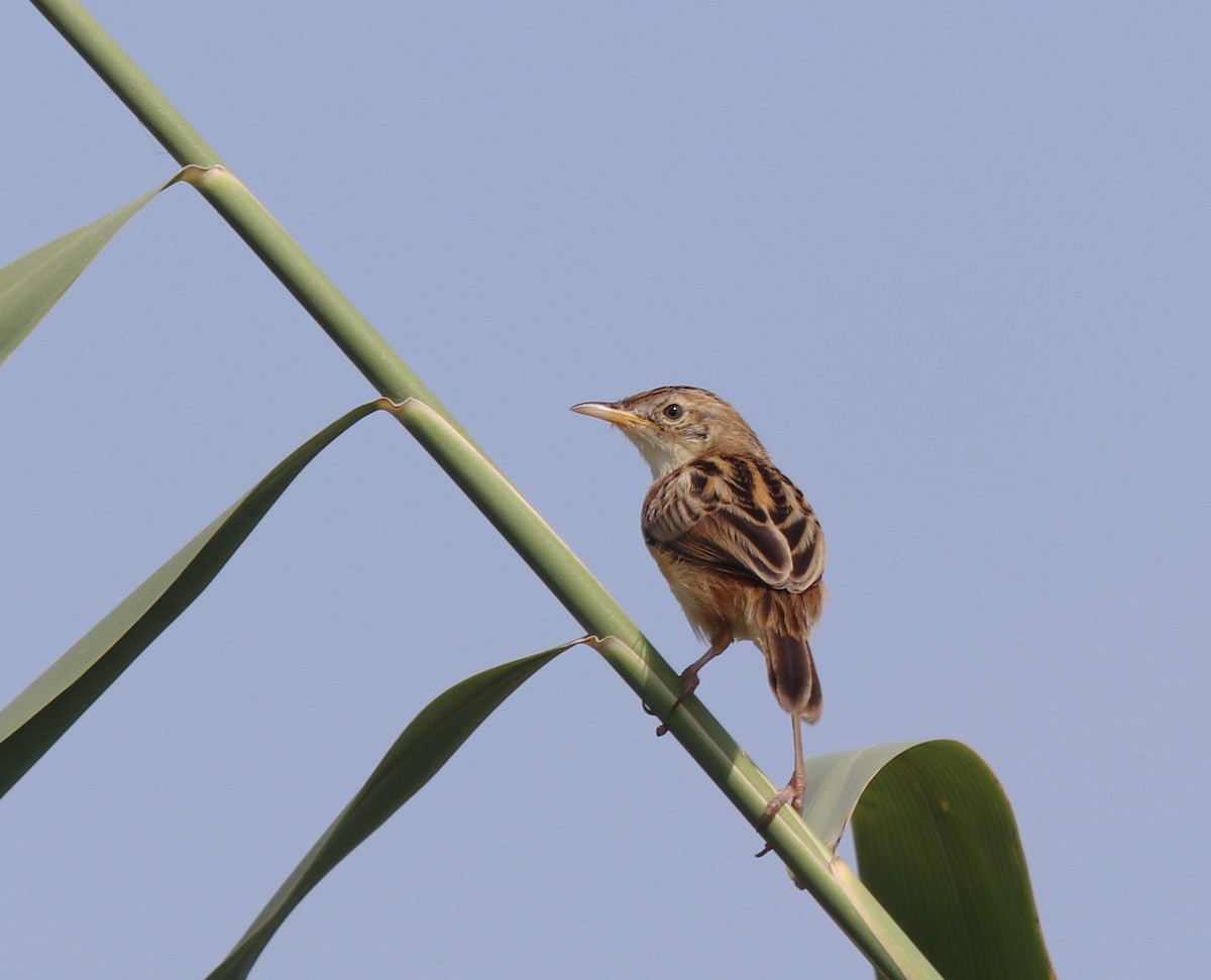 Zitting Cisticola - ML640260174