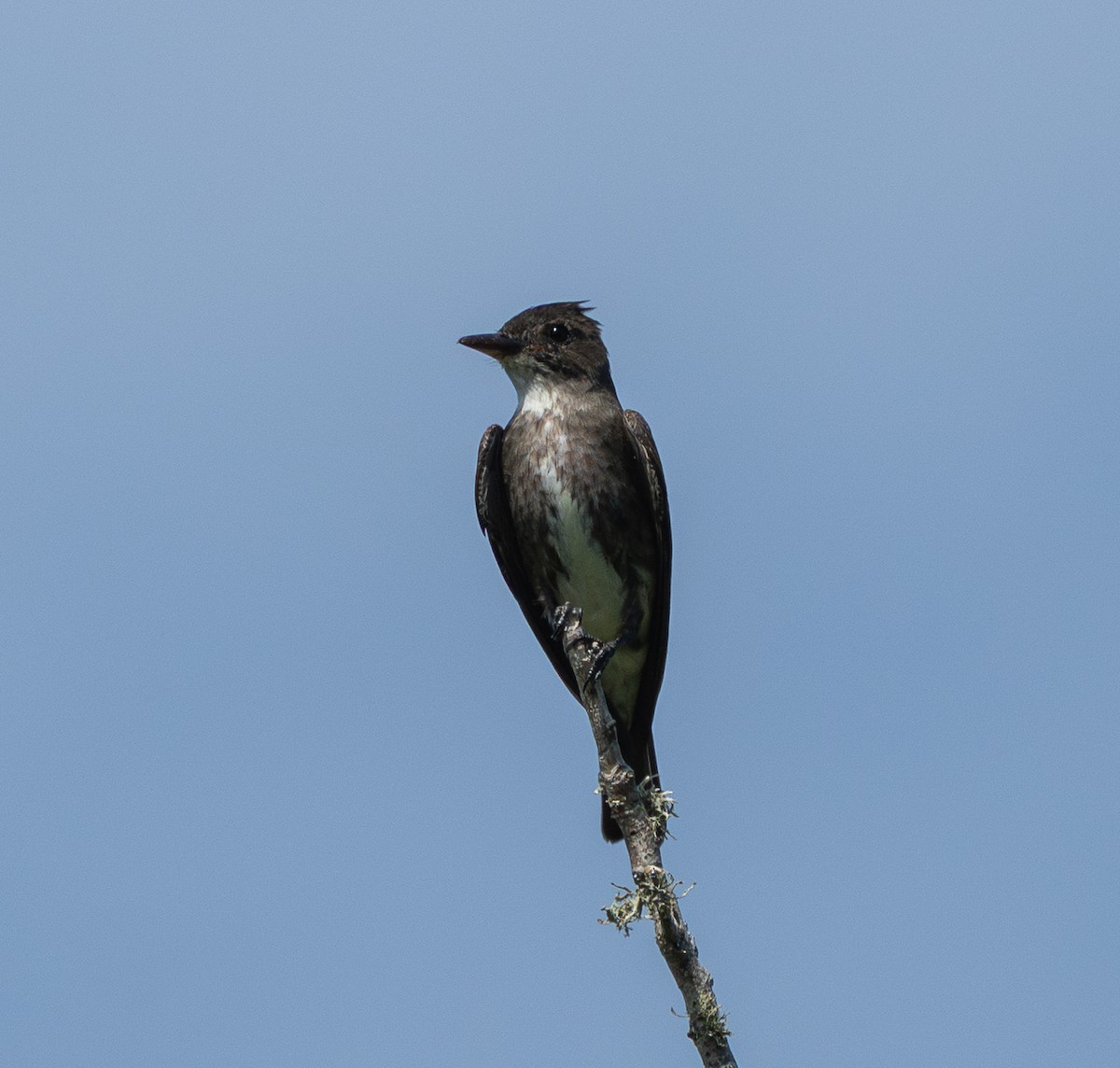 Olive-sided Flycatcher - ML640260175