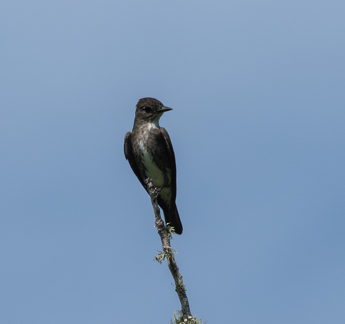 Olive-sided Flycatcher - ML640260177