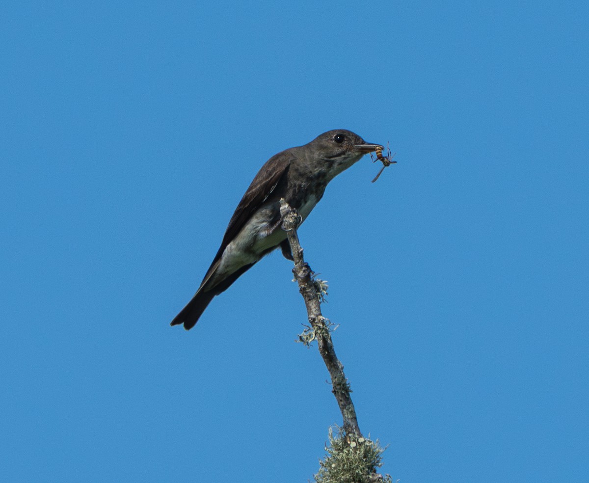 Olive-sided Flycatcher - ML640260178
