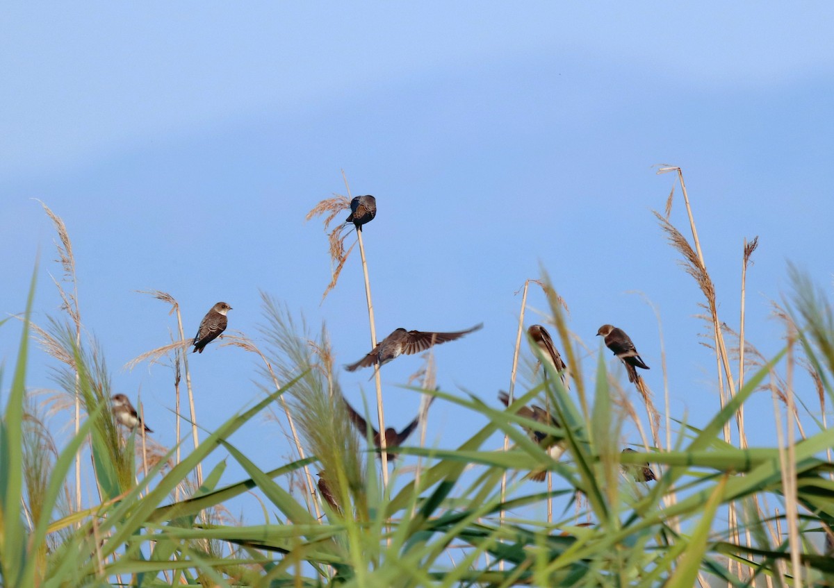 Bank Swallow - ML640260181