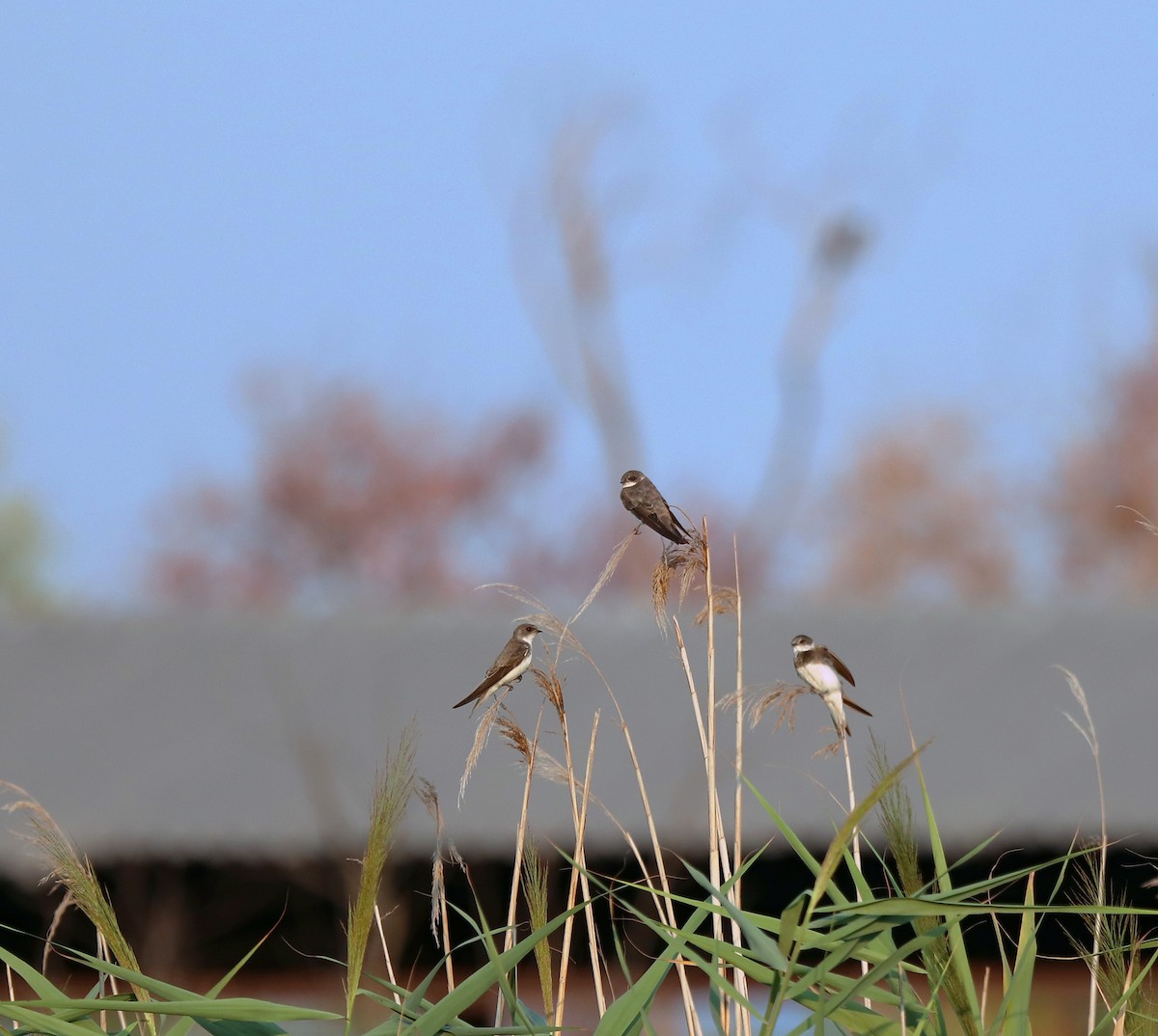 Bank Swallow - ML640260182