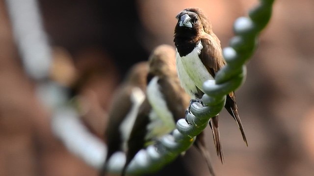 Javan Munia - ML640260209