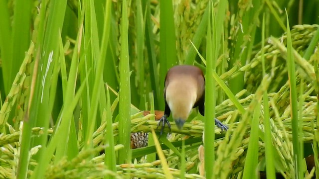 ヘキチョウ - ML640260212