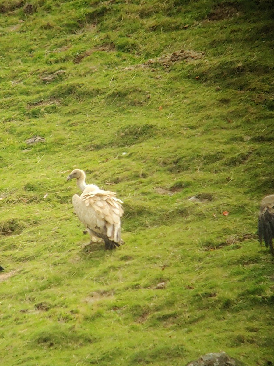Eurasian Griffon - ML640260235
