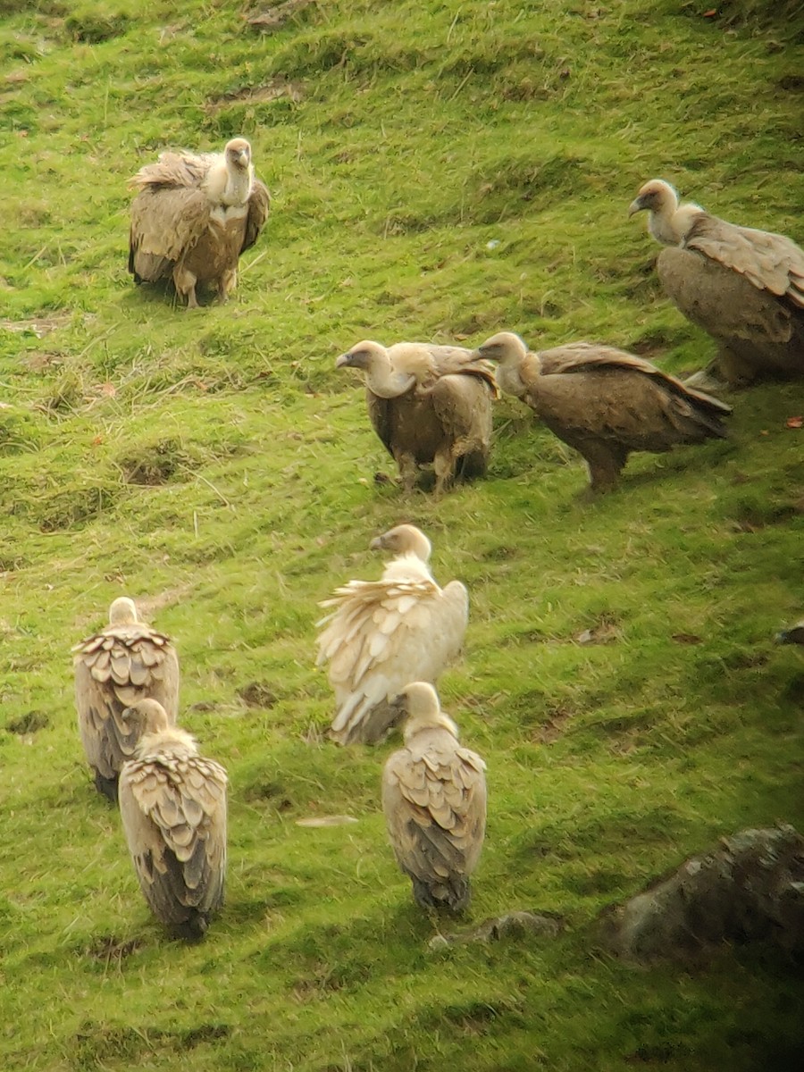 Eurasian Griffon - ML640260236
