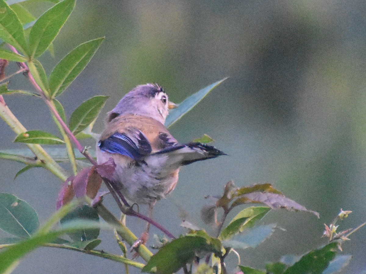 Blue-winged Minla - ML640260249