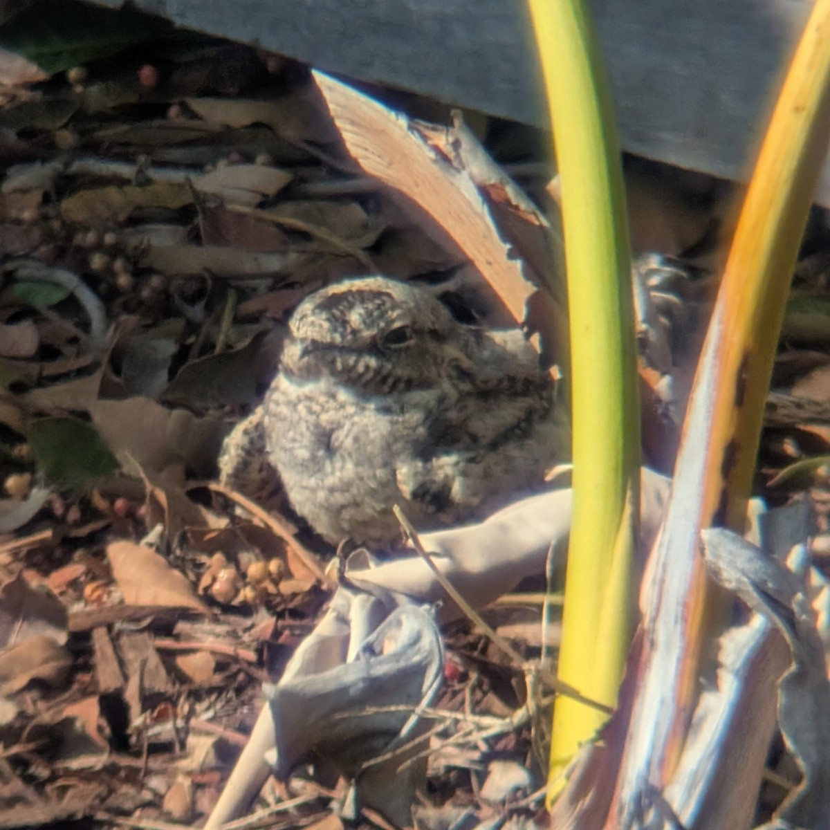 Lesser Nighthawk - ML640260260