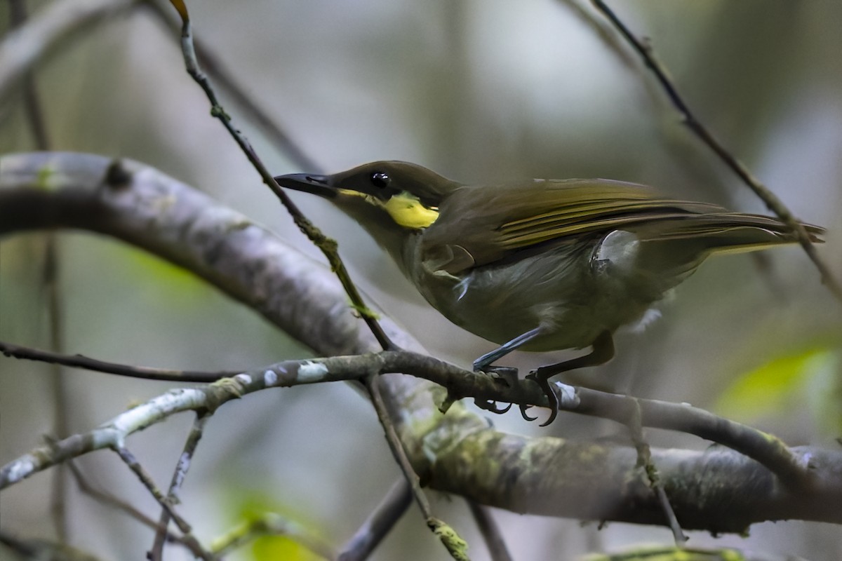 Puff-backed Honeyeater - ML640260271