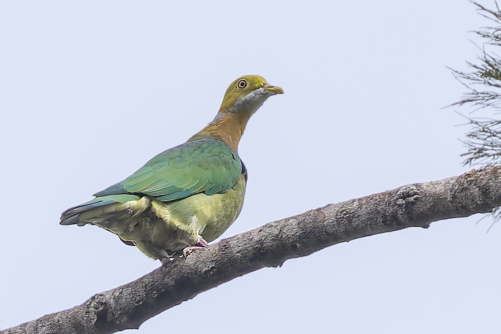Pink-spotted Fruit-Dove - ML640260282