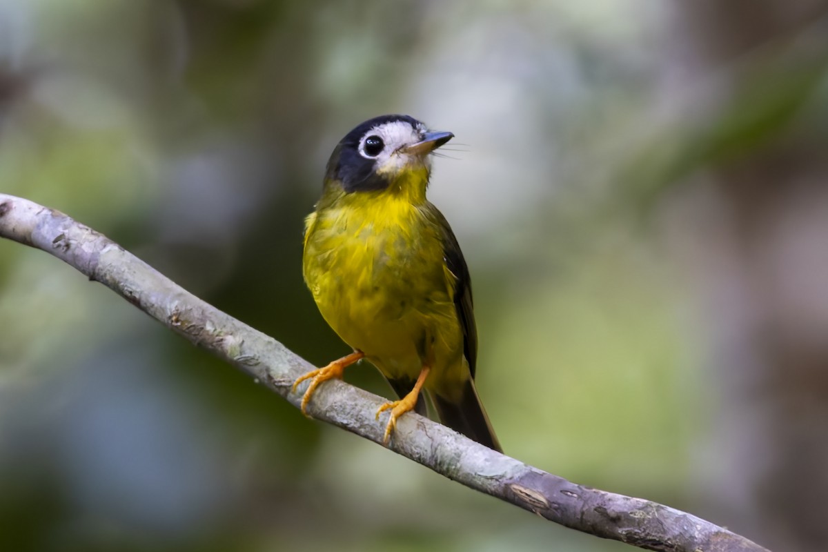 White-faced Robin - ML640260289