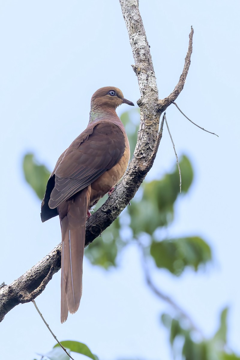 Amboyna Cuckoo-Dove - ML640260292
