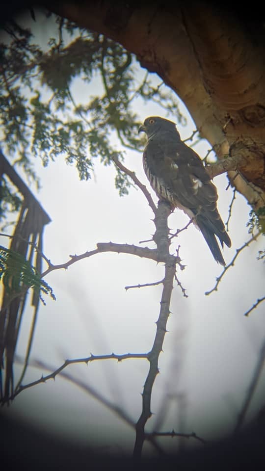 African Cuckoo-Hawk - ML640260300