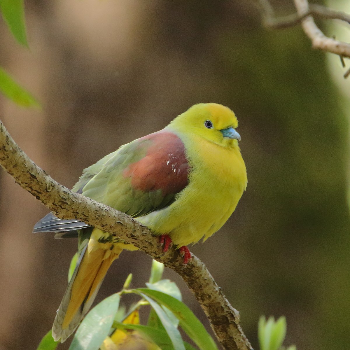 Wedge-tailed Green-Pigeon - ML640260313