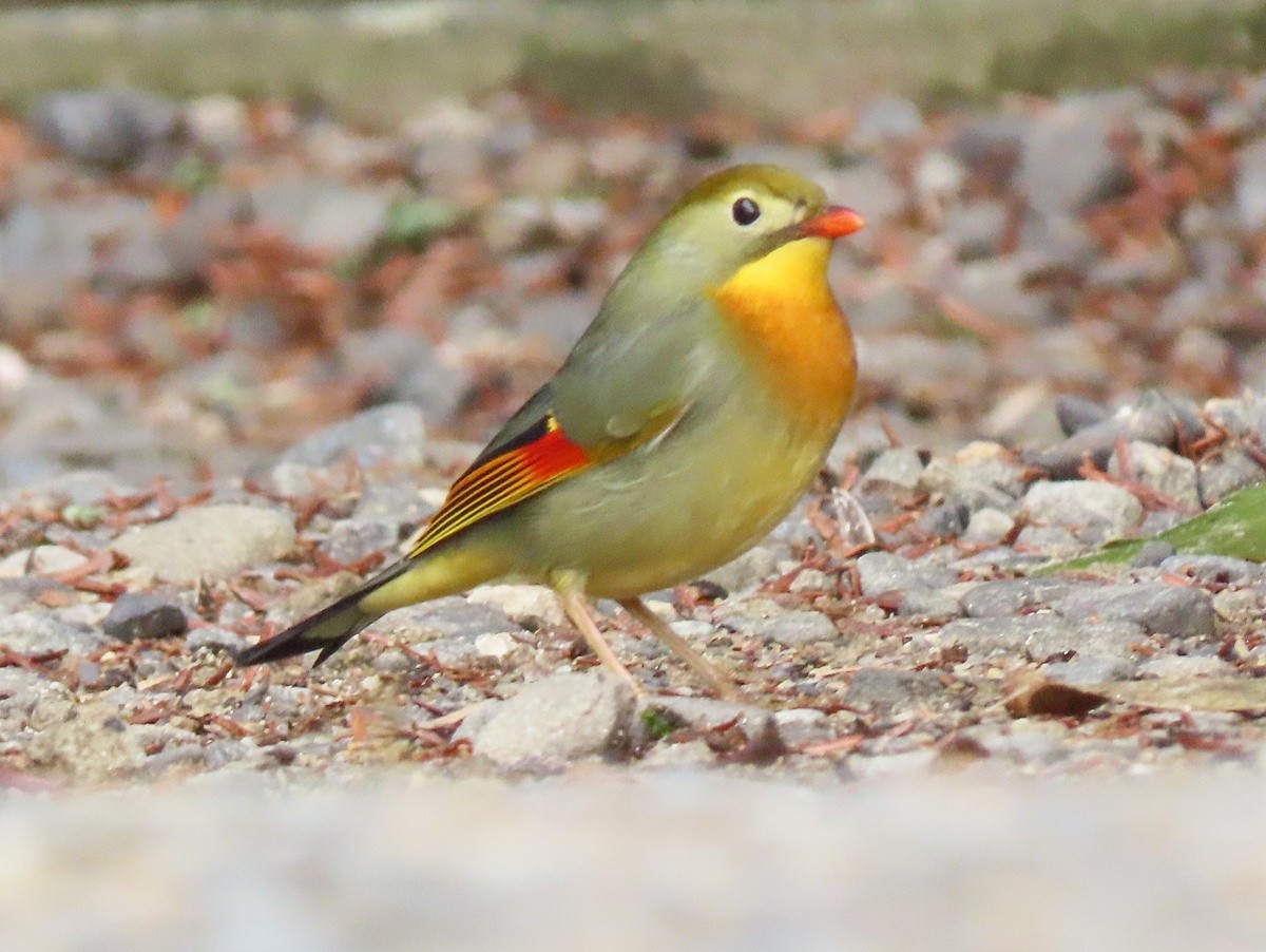 Red-billed Leiothrix - ML640260341