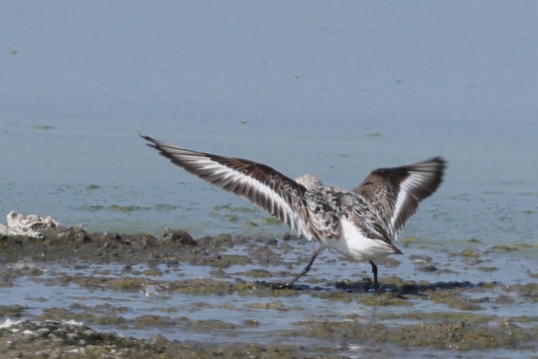 Гурвалж элсэг - ML640260350