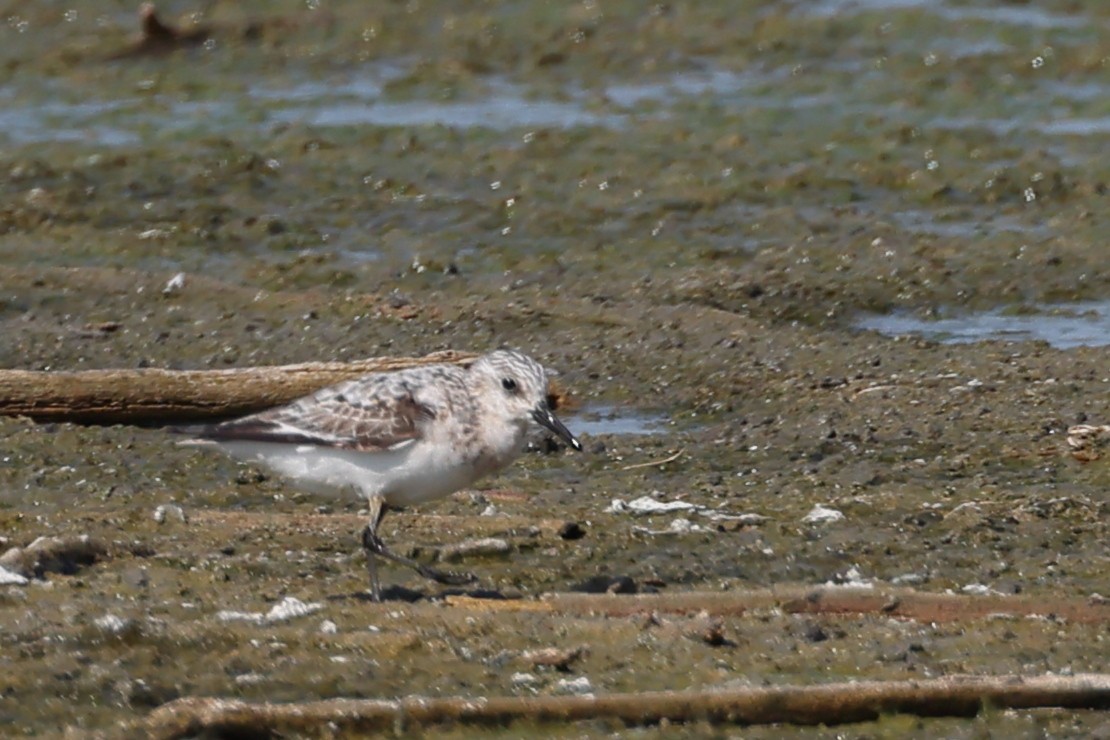 Гурвалж элсэг - ML640260357