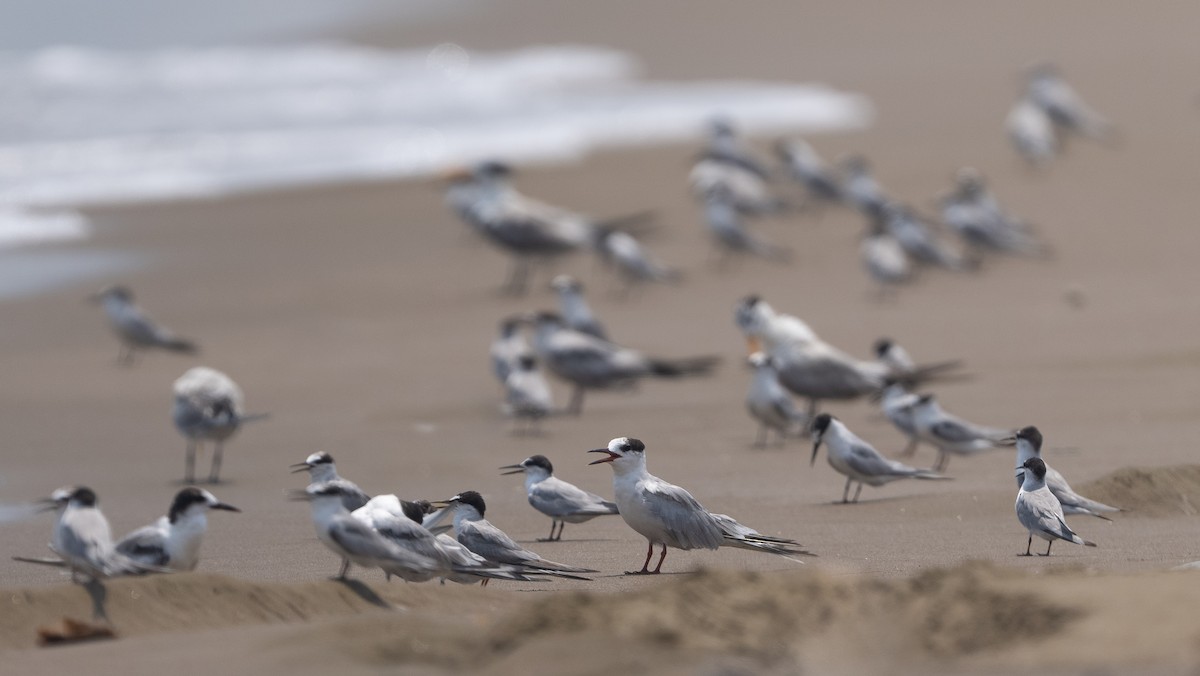 Little Tern - ML640260361