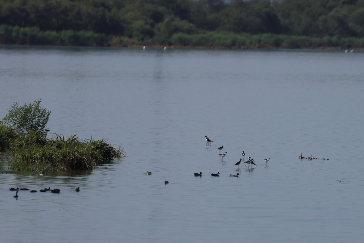 Black-bellied Whistling-Duck - ML640260362