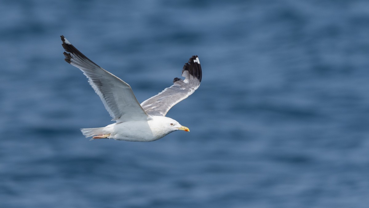 Larus sp. - ML640260375