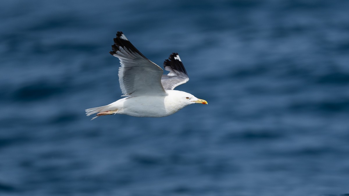 Larus sp. - ML640260376