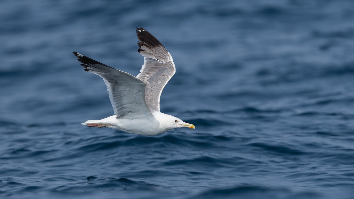 Larus sp. - ML640260377