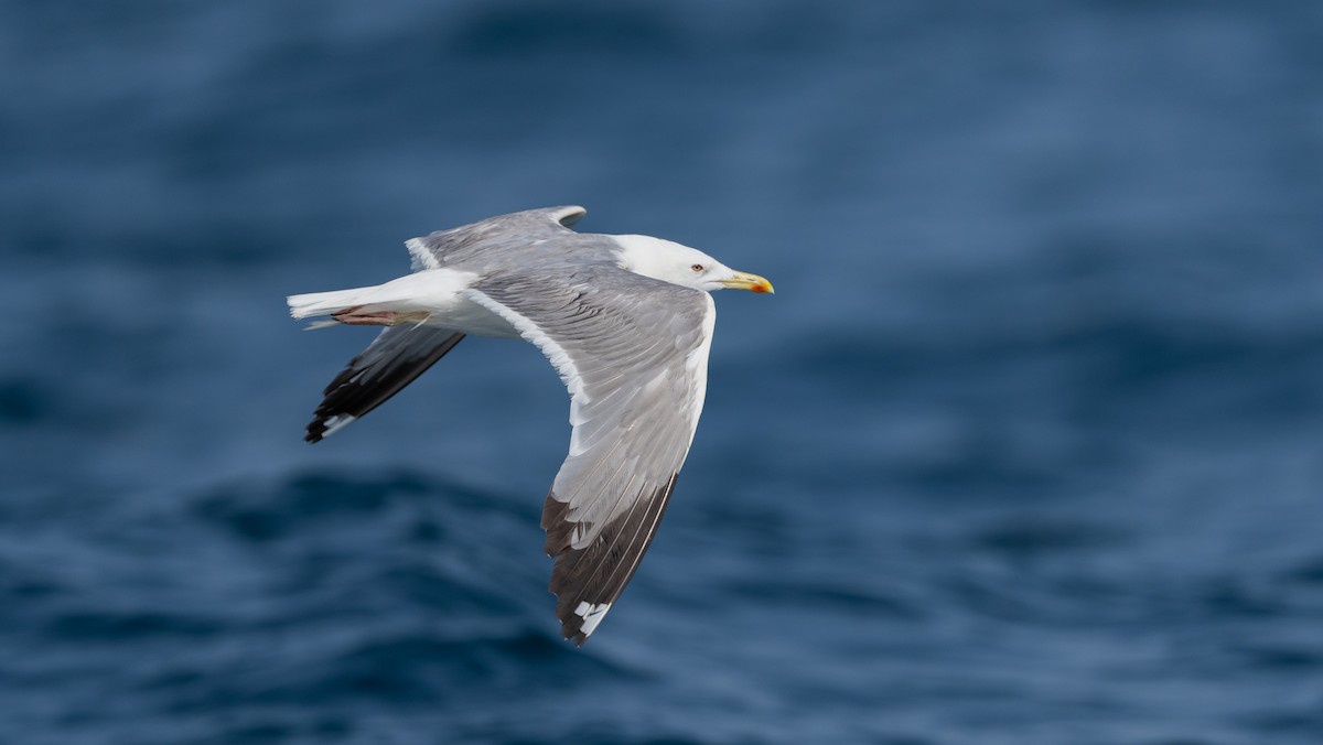 Larus sp. - ML640260378