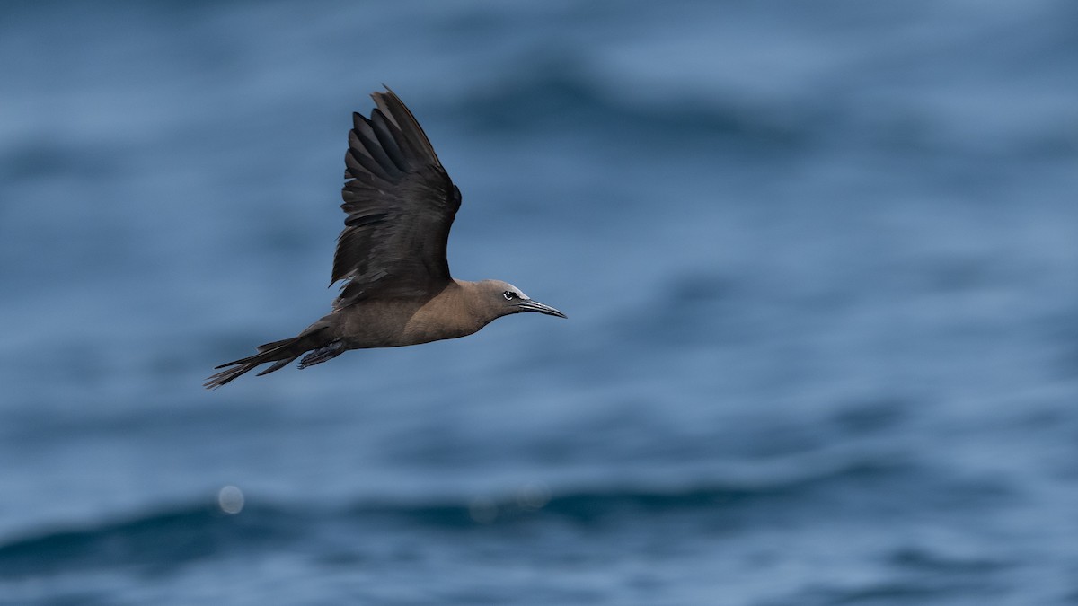 Brown Noddy - ML640260379