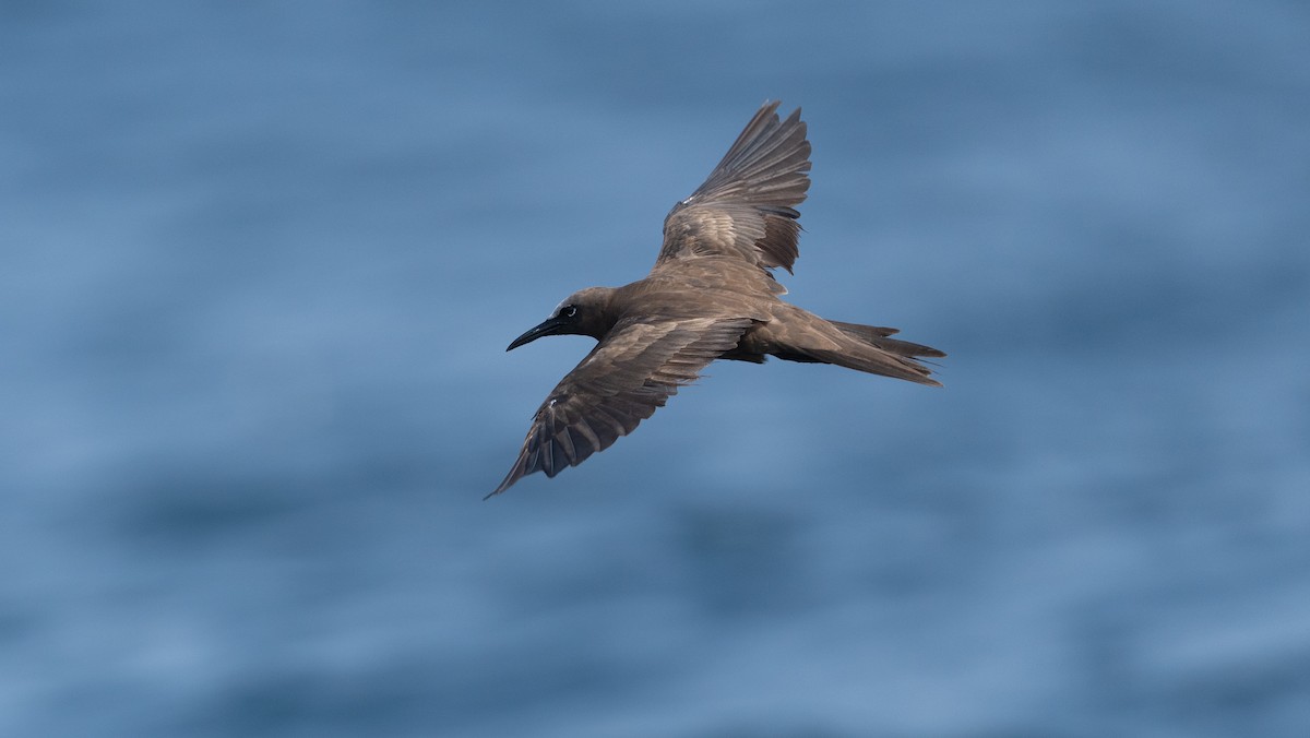 Brown Noddy - ML640260380