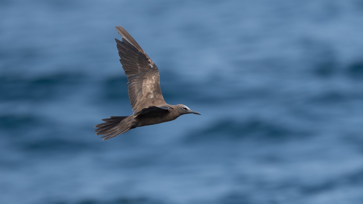 Brown Noddy - ML640260381