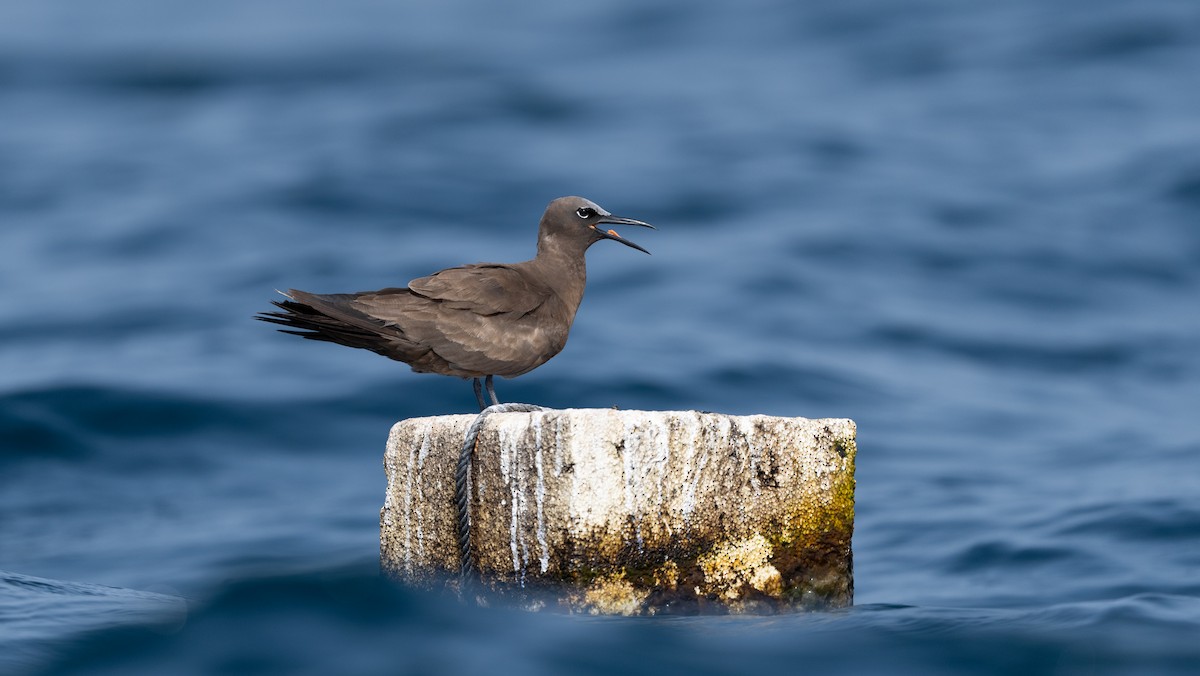 Brown Noddy - ML640260382