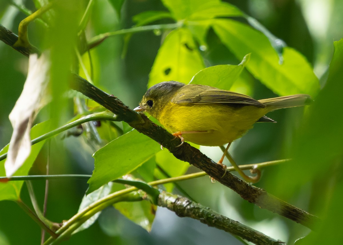 Martens's Warbler - ML640260487