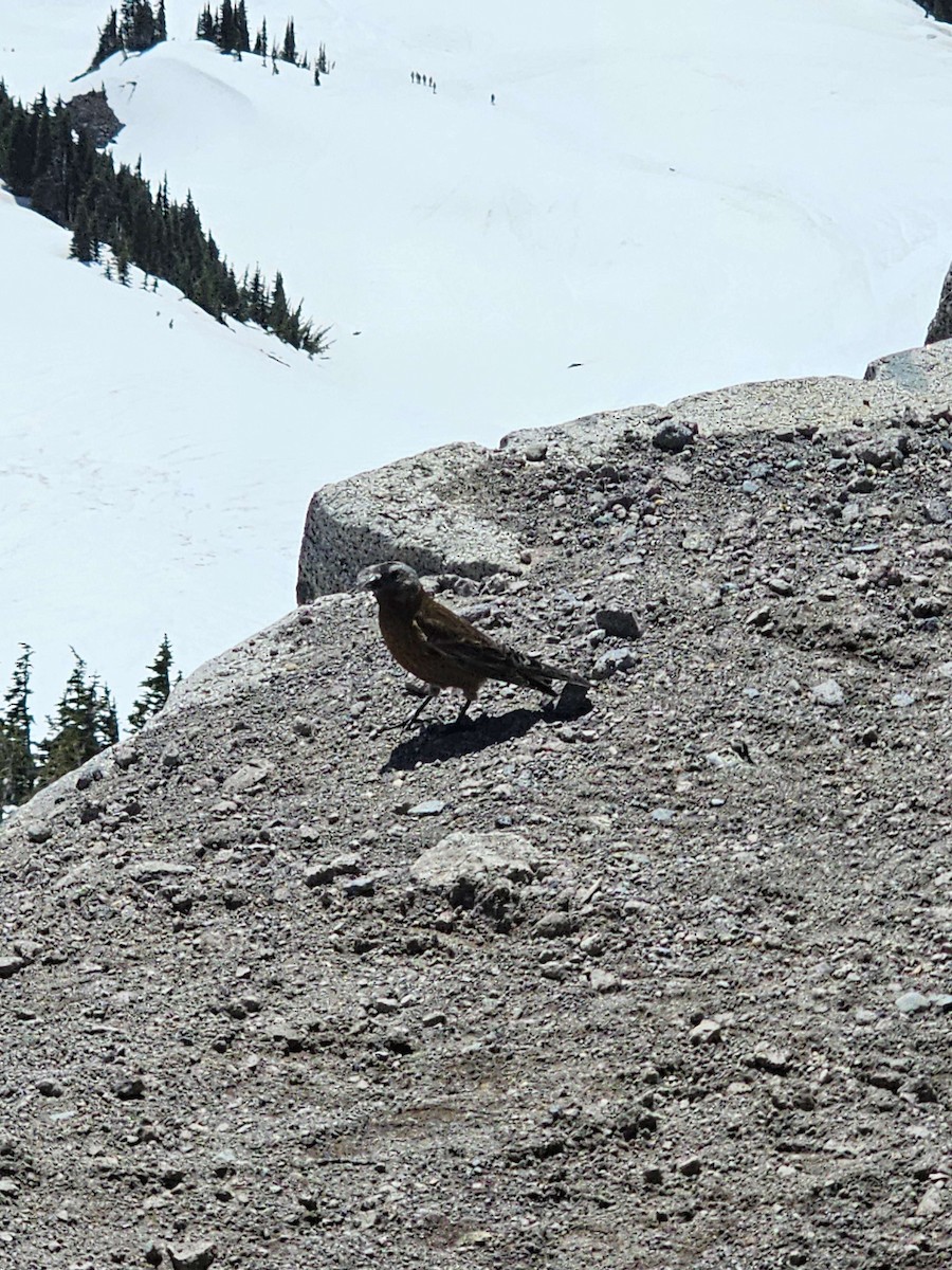 Gray-crowned Rosy-Finch - ML640260504