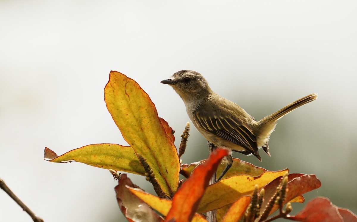 Mistletoe Tyrannulet - ML640260534