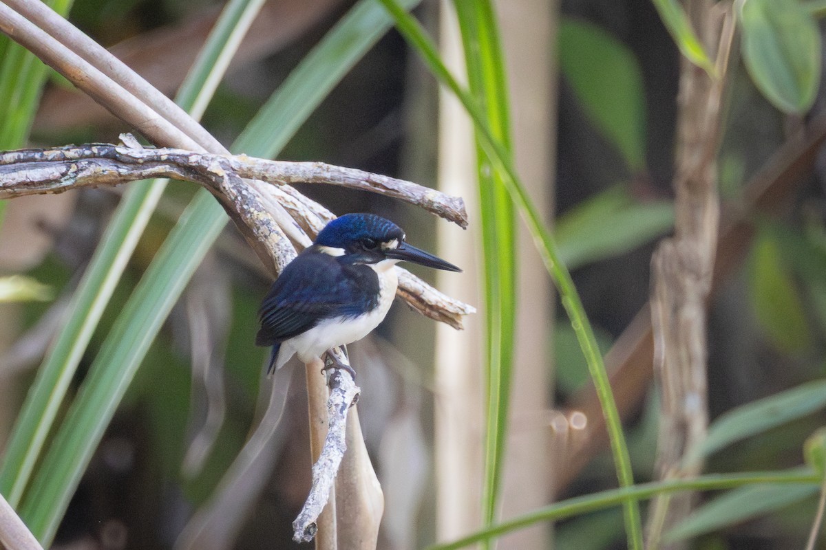 Little Kingfisher - ML640260542