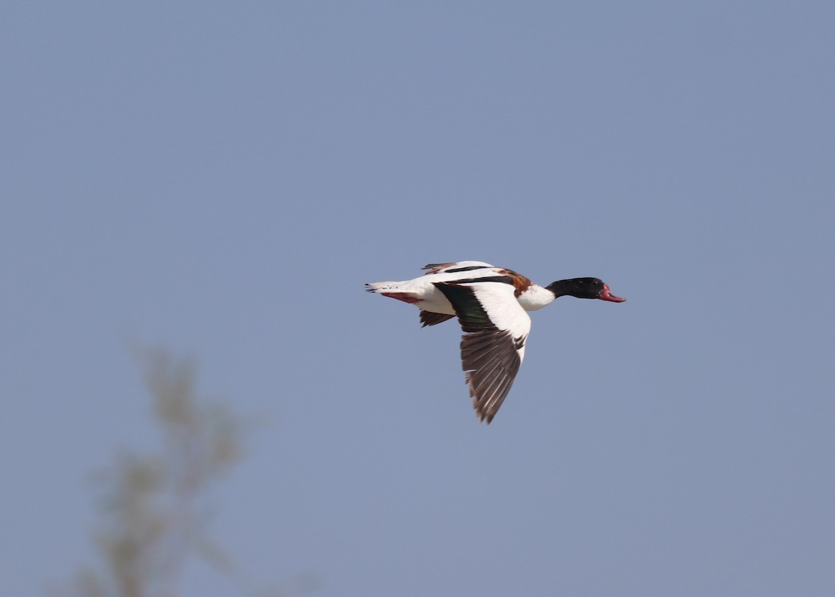 Common Shelduck - ML640260561