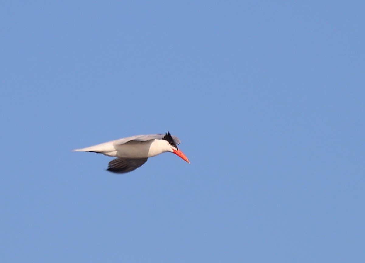 Caspian Tern - ML640260567