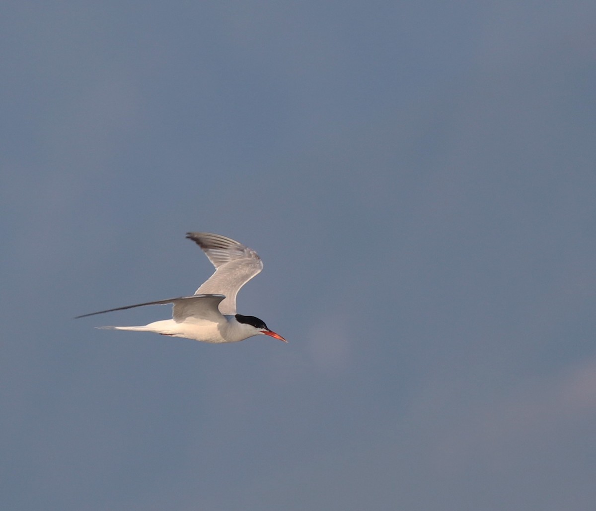 Common Tern - ML640260568