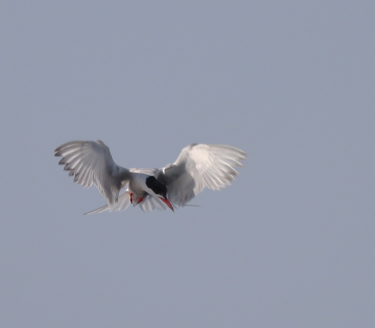Common Tern - ML640260569