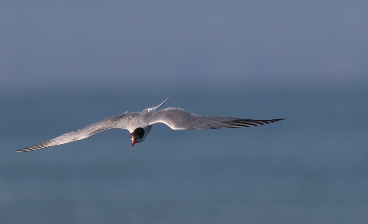 Common Tern - ML640260570