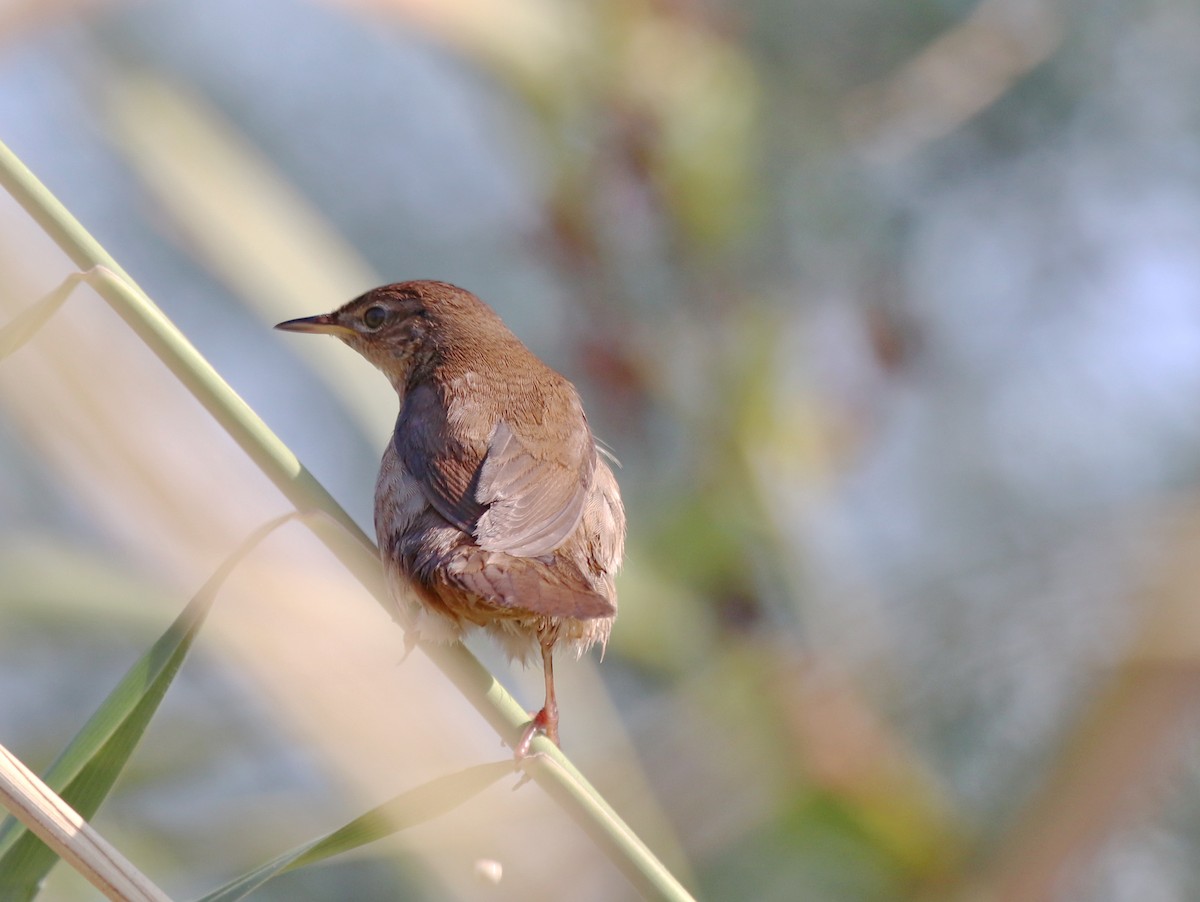 Savi's Warbler - ML640260572