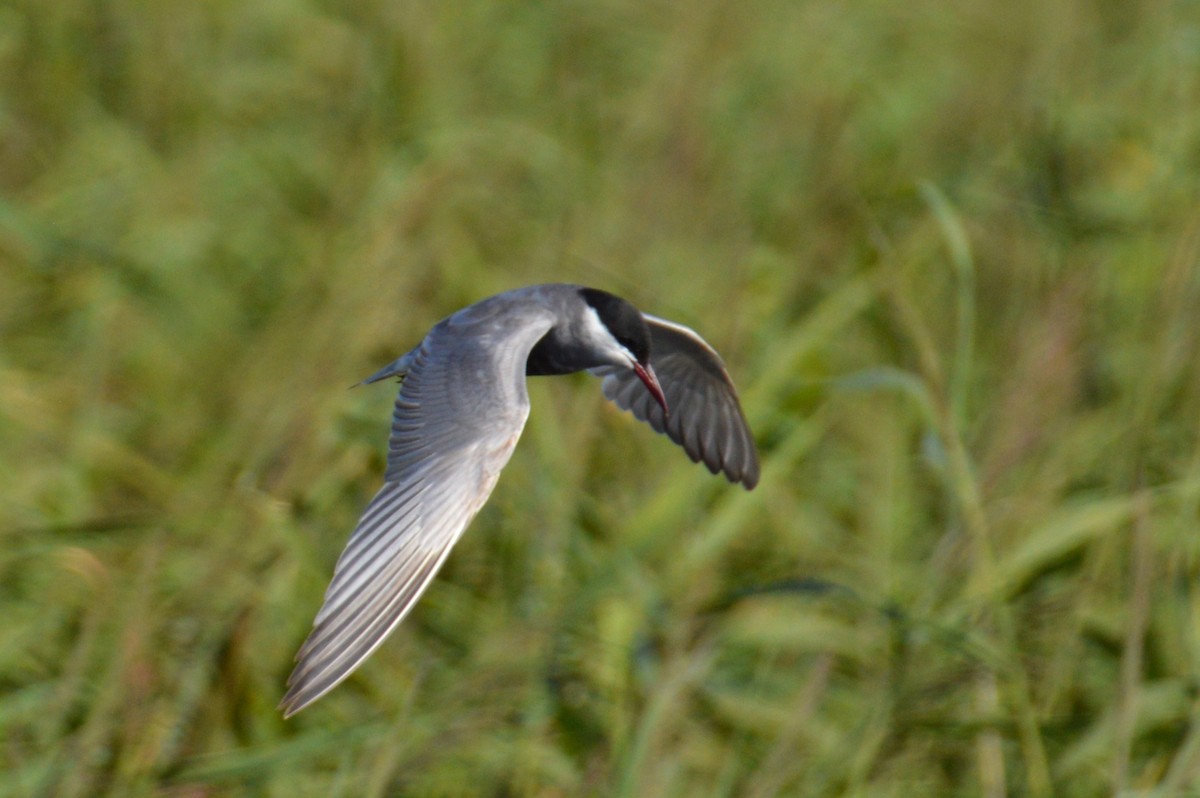 hvitkinnsvartterne - ML640260685